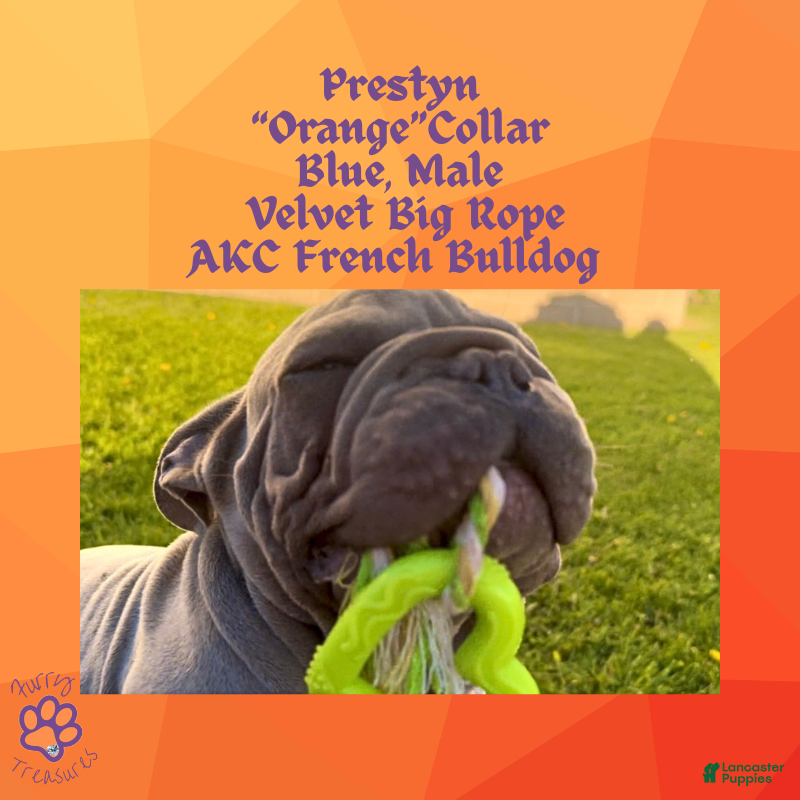 French Bulldog dogs Prestyn “ Orange” Collar, Male - Ad 18