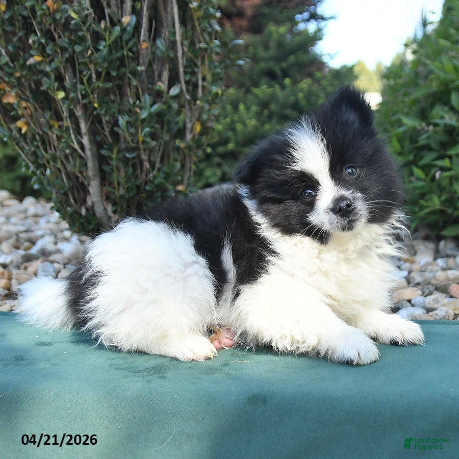 Pomeranian dogs Peanut  - Ad 2