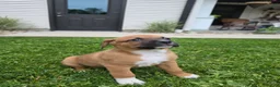 Mixed Breed dogs for sale: Bo - Ad 9