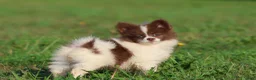 Pomeranian dogs for sale:  Milly - Ad 3
