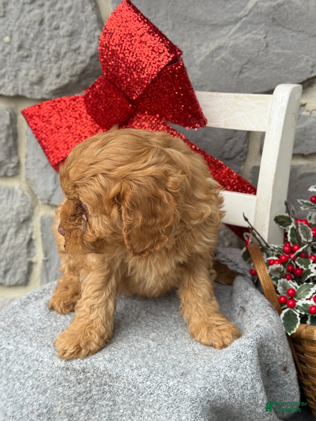 Cavapoo dogs for sale: Angelina - Ad 2