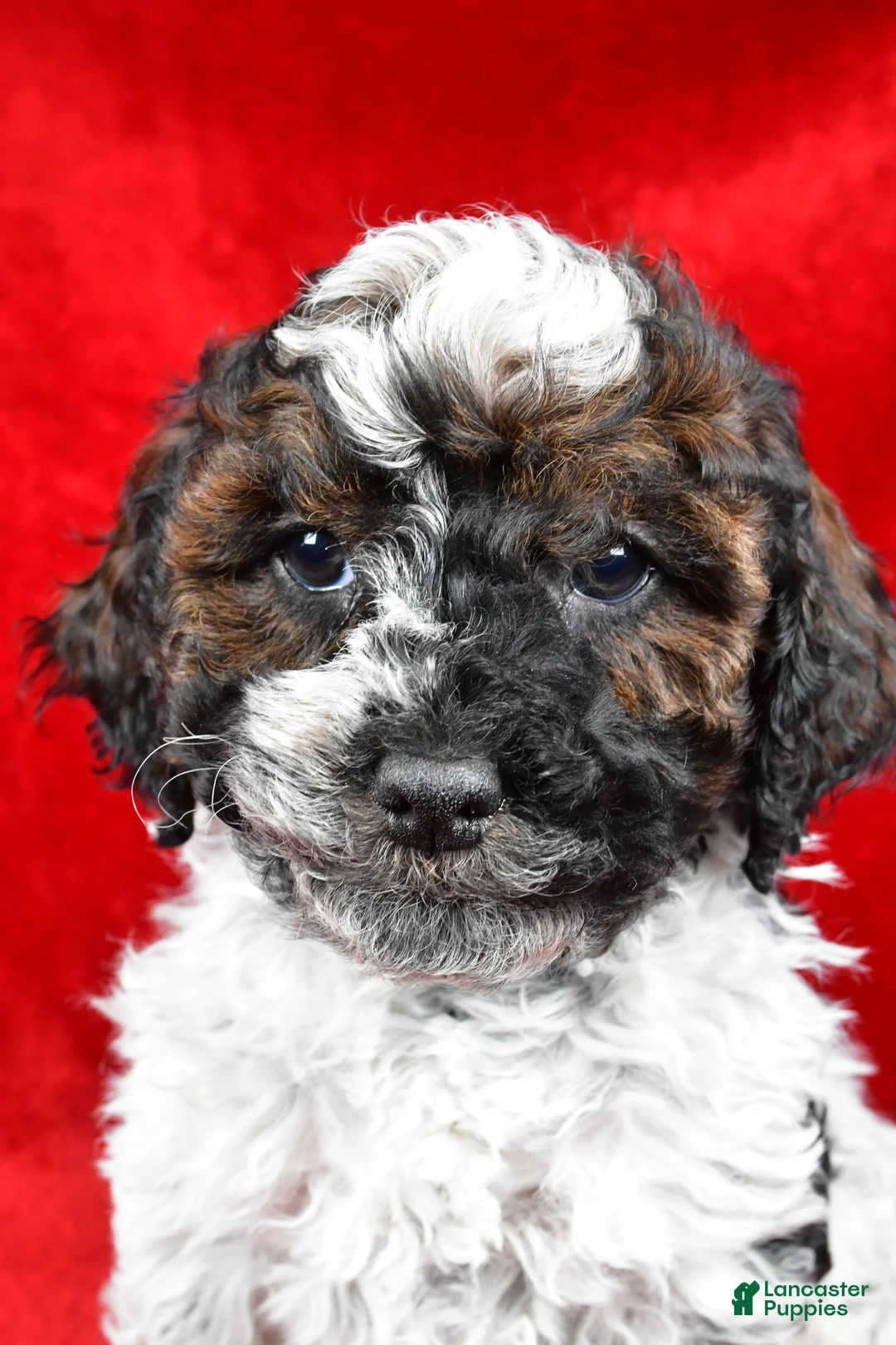 Cockapoo dogs for sale: Daxter - Ad 12