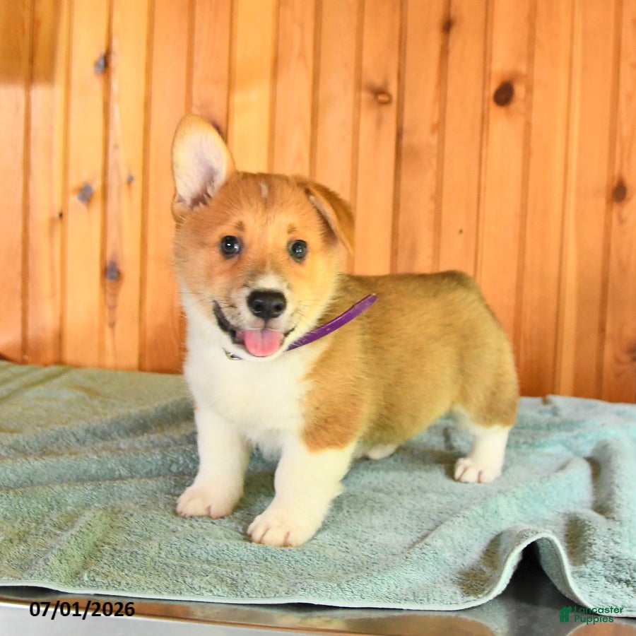 Welsh Corgi Pembroke dogs Jesse - Ad 1