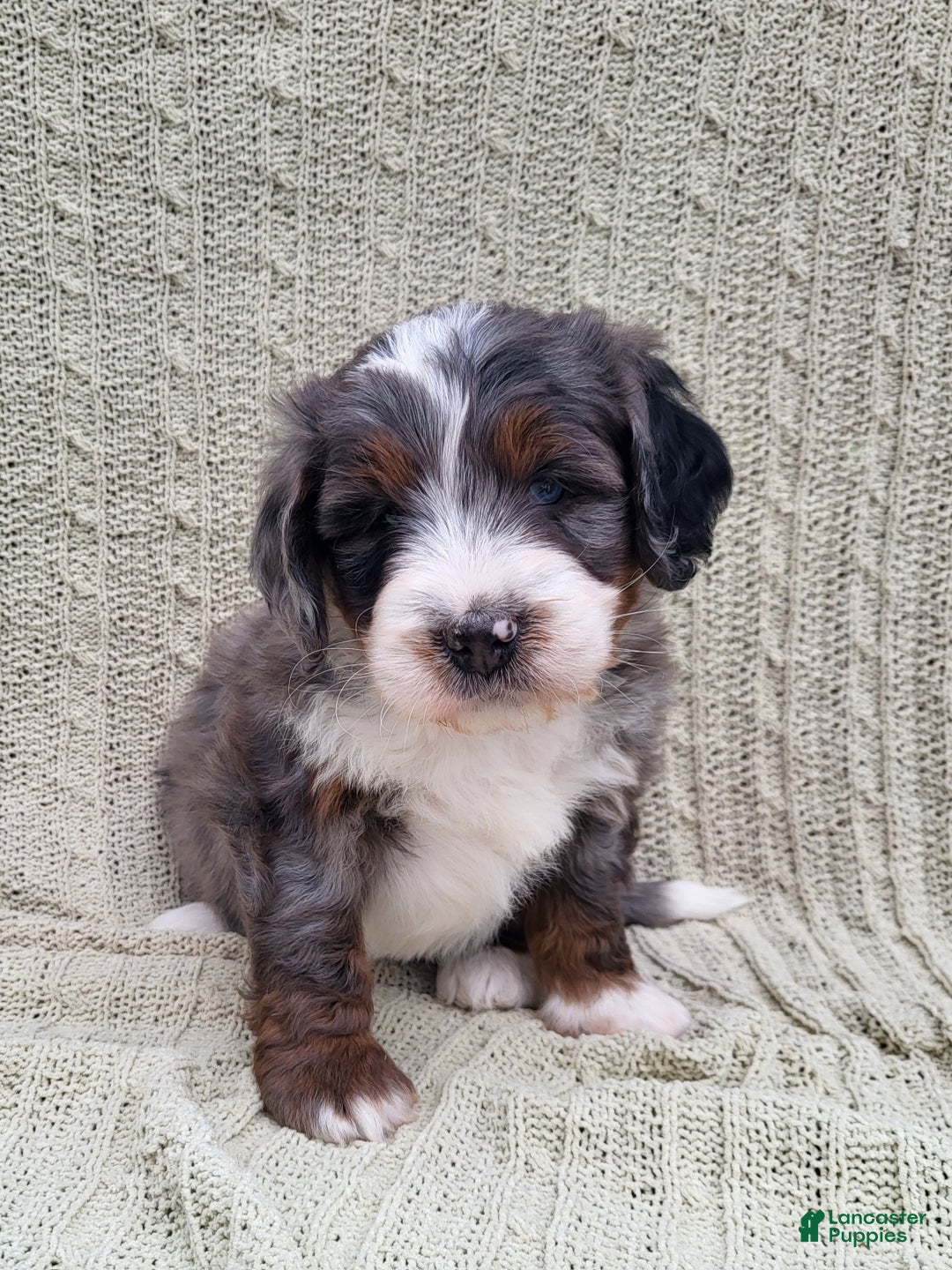 Mini Bernedoodle dogs for sale: Slate - Ad 4