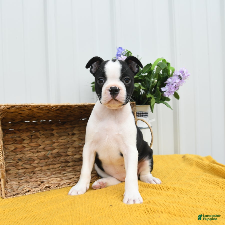 Boston Terrier dogs Birdie - Ad 1