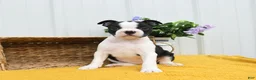 Boston Terrier dogs for sale: Birdie - Ad 1