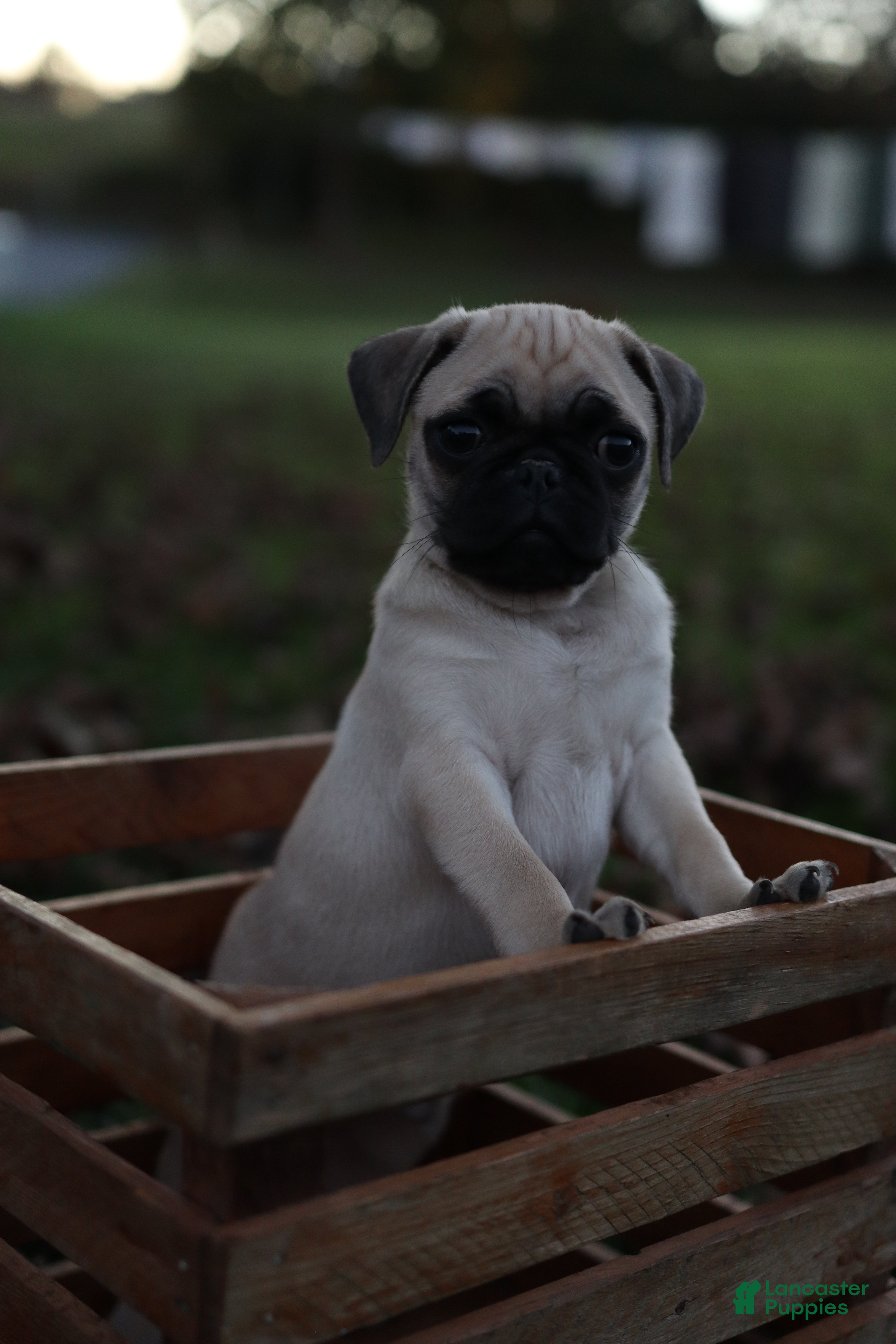 Pug dogs for sale: Ginger -male- - Ad 17