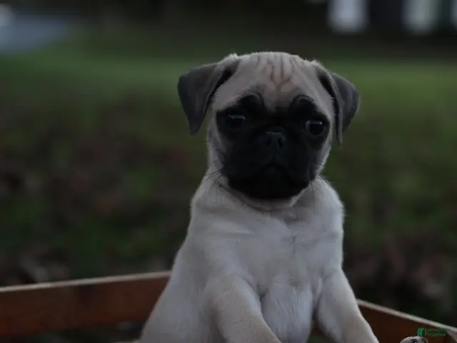Pug dogs for sale: Ginger -male- - Ad 17