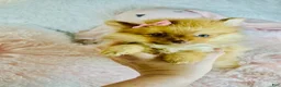 Pomeranian dogs for sale: Pomeranian 2 - Ad 4