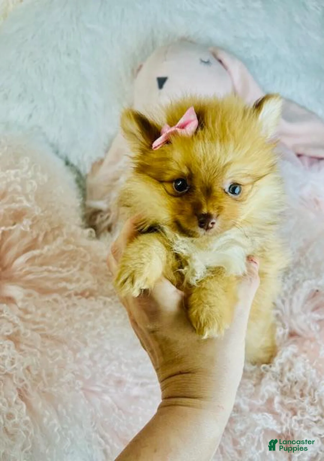 Pomeranian dogs for sale: Pomeranian 2 - Ad 4