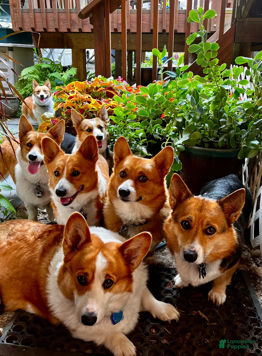 Welsh Corgi Pembroke dogs for sale: Jewel - Ad 3