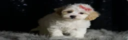 Maltipoo dogs for sale: Aphrodite - Ad 3