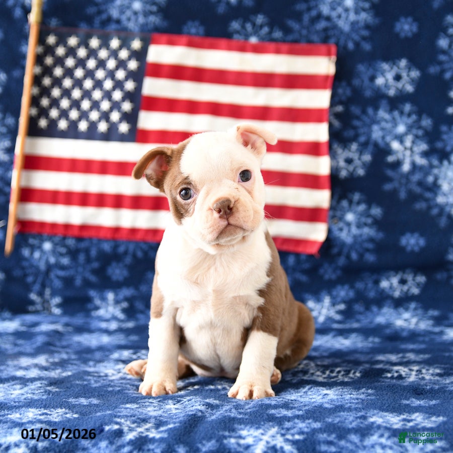 Boston Terrier dogs Rachel - Ad 13