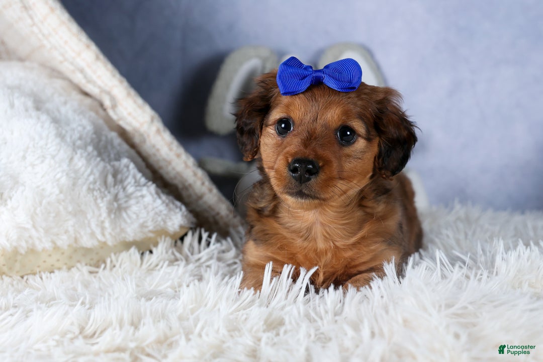 Miniature Dachshund dogs for sale: Jasper - Ad 1