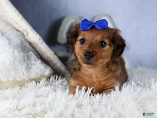 Miniature Dachshund dogs Jasper - Ad 21