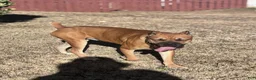 Cane Corso dogs for sale: Cane Corso 1 - Ad 2