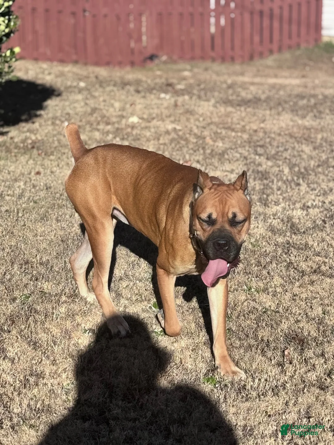 Cane Corso dogs for sale: Cane Corso 1 - Ad 2