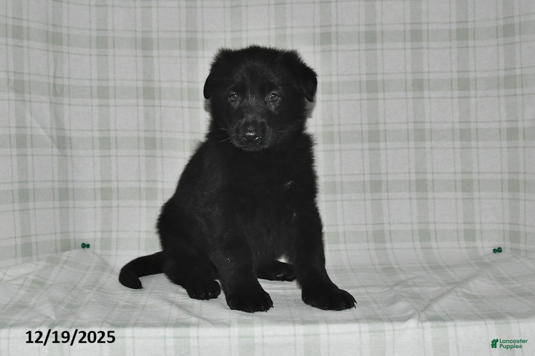 German Shepherd dogs for sale: Zander - Ad 5