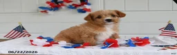Toy Poodle dogs for sale: Sofia - Ad 3