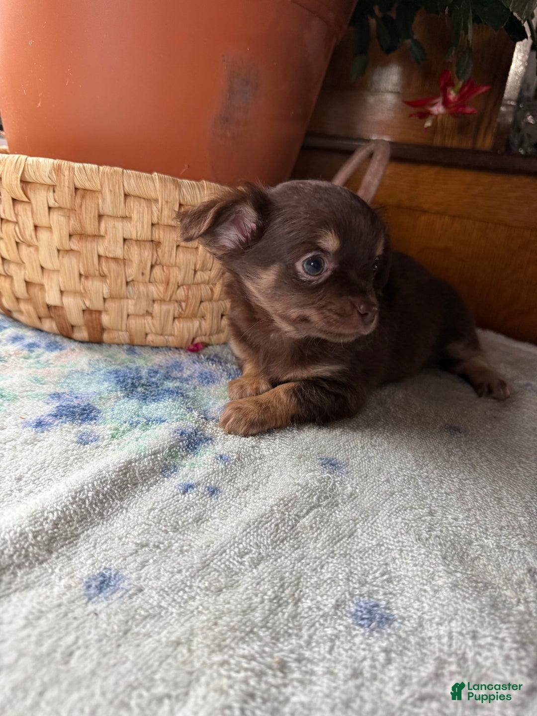 Chihuahua dogs for sale: Willie - Ad 2