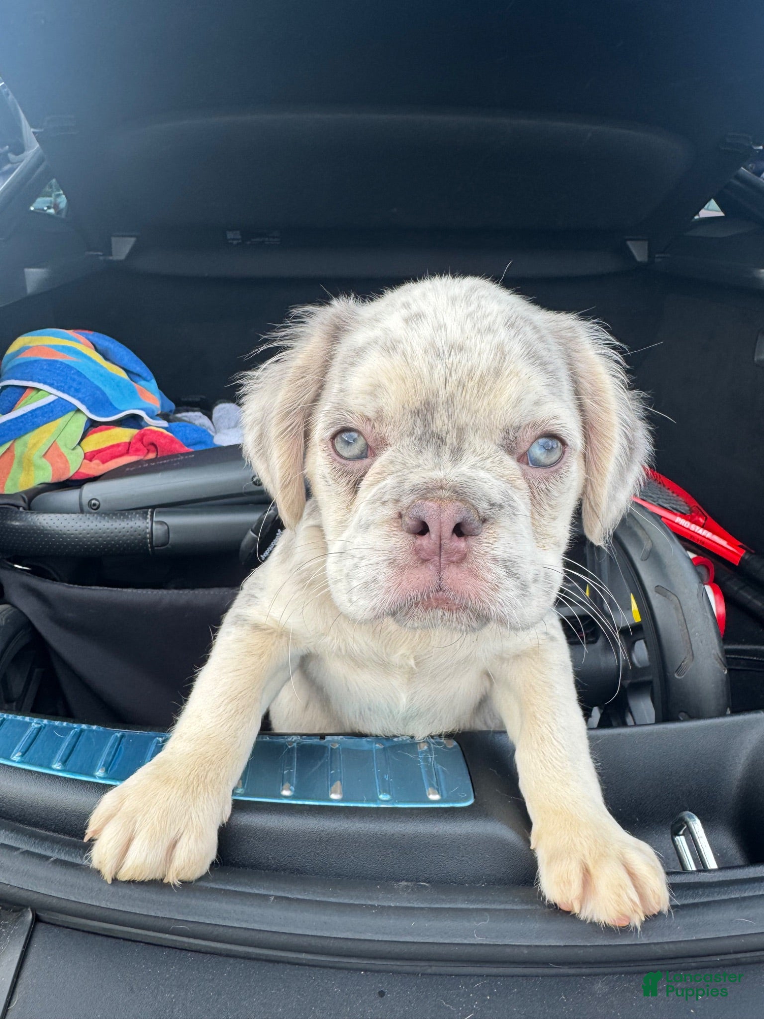 French Bulldog dogs French Bulldog 8 - Ad 31