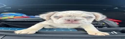 French Bulldog dogs for sale: French Bulldog 8 - Ad 1