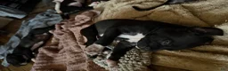 Mixed Breed dogs for sale: Baby 6 - Ad 3