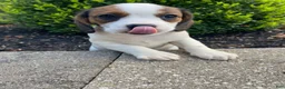 Mixed Breed dogs for sale: Jo - Ad 5