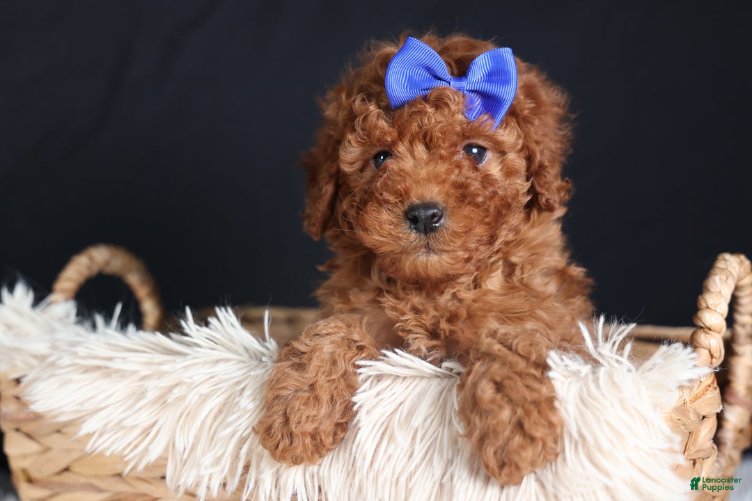 Miniature Poodle dogs for sale: BAILEY - Ad 15