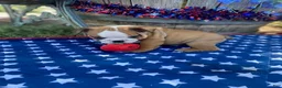English Bulldog dogs for sale: English Bulldog 4 - Ad 3