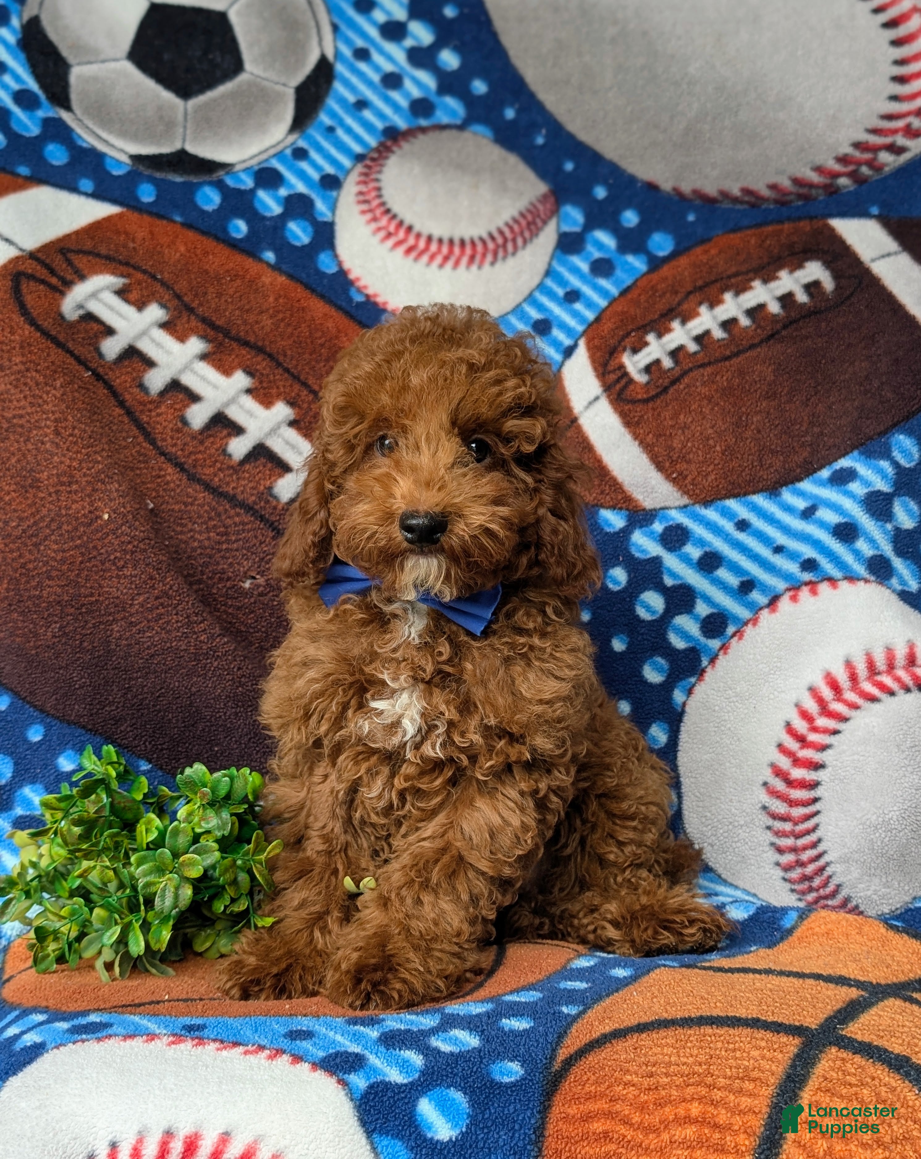 Miniature Poodle dogs Remmington - Ad 1