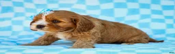 Cavapoo dogs for sale: Edgar Cavapoo Pup - Ad 5