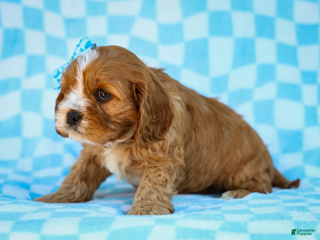 Cavapoo dogs for sale: Edgar Cavapoo Pup - Ad 5