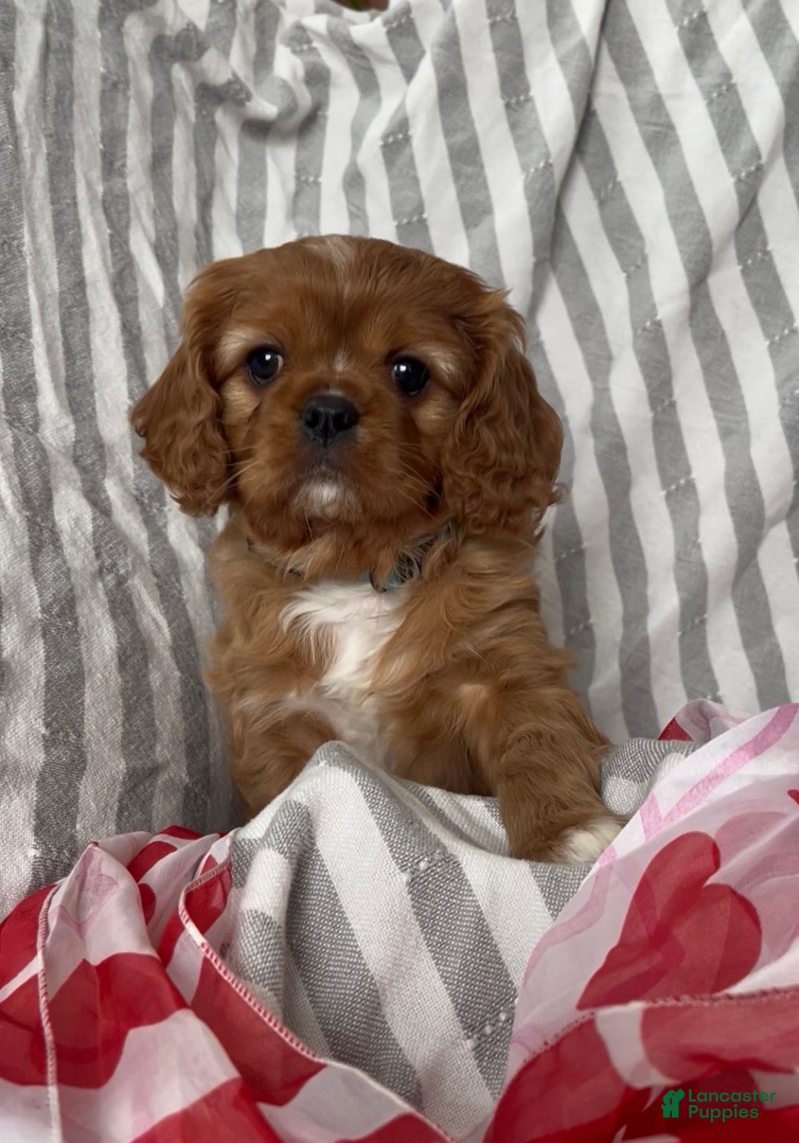 Cavalier King Charles Spaniel dogs Cavalier King Charles Spaniel Puppy 4 - Ad 29