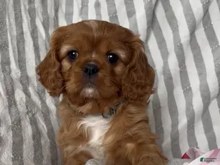 Cavalier King Charles Spaniel dogs Cavalier King Charles Spaniel Puppy 4 - Ad 29