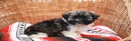 Havanese dogs for sale: Maggie AKC - Ad 10
