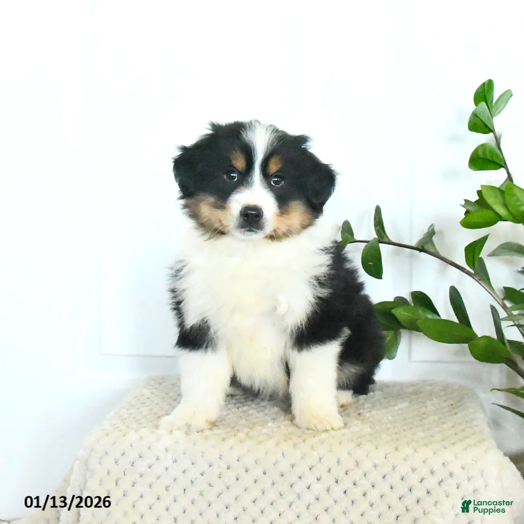 Miniature Australian Shepherd dogs for sale: Micah - Ad 6