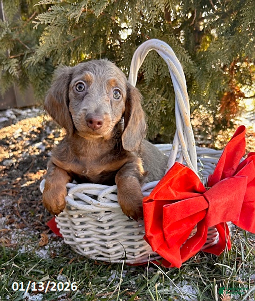 Miniature Dachshund dogs for sale: Heath  - Ad 1