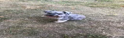 Miniature Schnauzer dogs for stud: Gotti - Ad 2