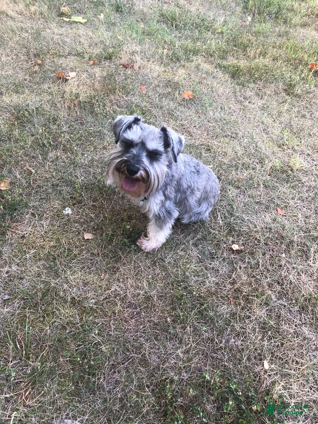 Miniature Schnauzer dogs for stud: Gotti - Ad 2