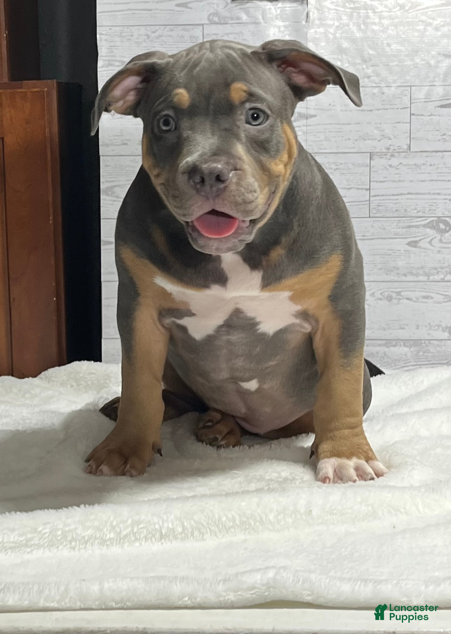 American Bully dogs Elsa - Ad 1