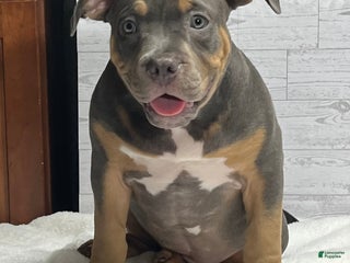 American Bully dogs Elsa - Ad 1