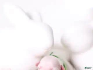 Maltipoo dogs Medium Green - Ad 25