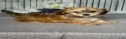 Havapoo dogs for sale: Mandy - Ad 4