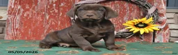 Labrador Retriever dogs for sale: Mason - Ad 3