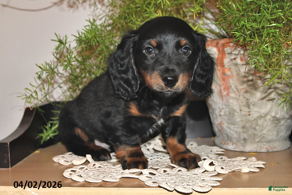 Miniature Dachshund dogs Parker - Ad 1