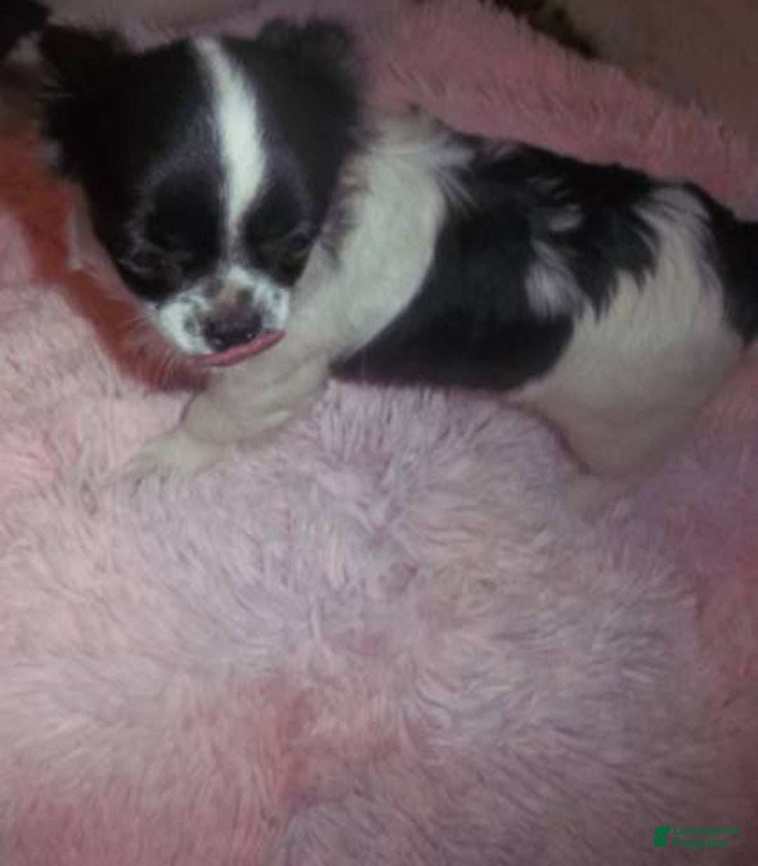 Chihuahua dogs for sale: Snoopy LC Apple Head Chihuahua Male  - Ad 8