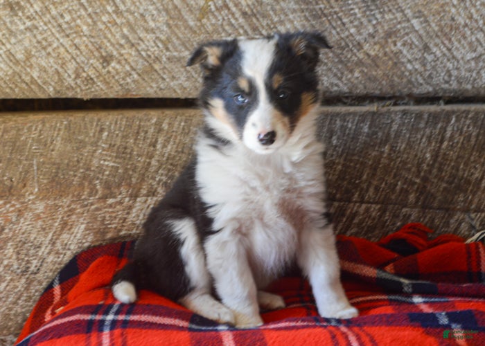 Mixed Breed dogs Dakota - Ad 22