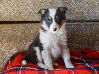 Mixed Breed dogs Dakota - Ad 2