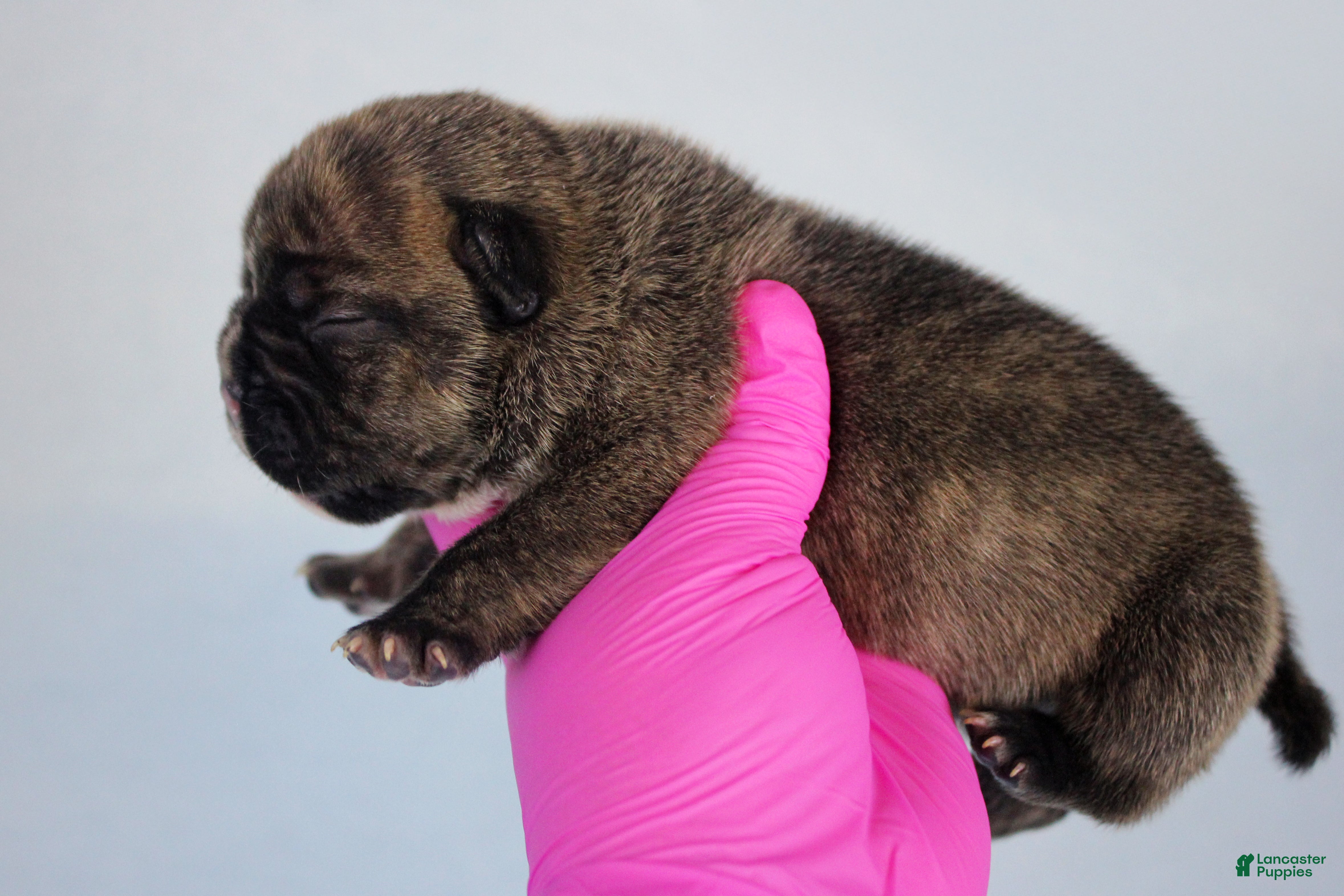 American Bully dogs Black Brindle Female - Ad 1
